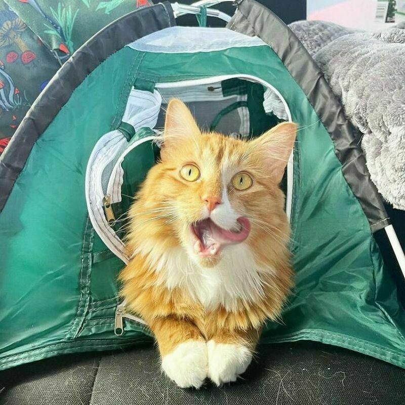 Блог - 16 снимков кота Либхена, который вдохновляет на путешествия с питомцами 16 снимков кота Либхена, который вдохновляет на путешествия с питомцами