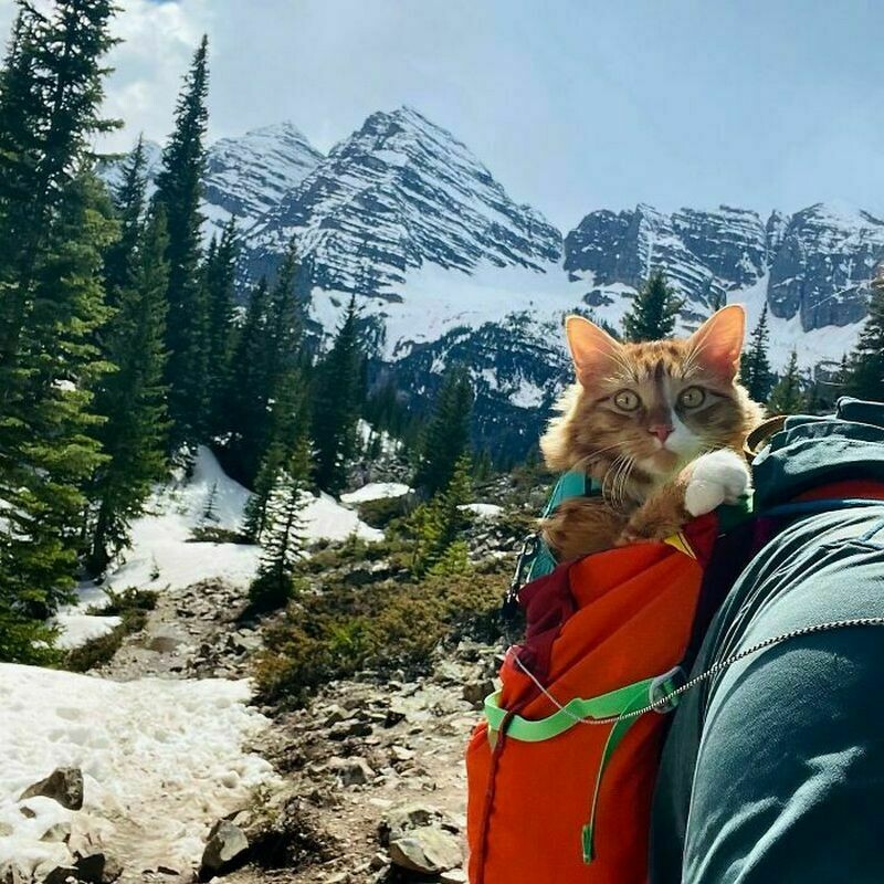 Блог - 16 снимков кота Либхена, который вдохновляет на путешествия с питомцами 16 снимков кота Либхена, который вдохновляет на путешествия с питомцами