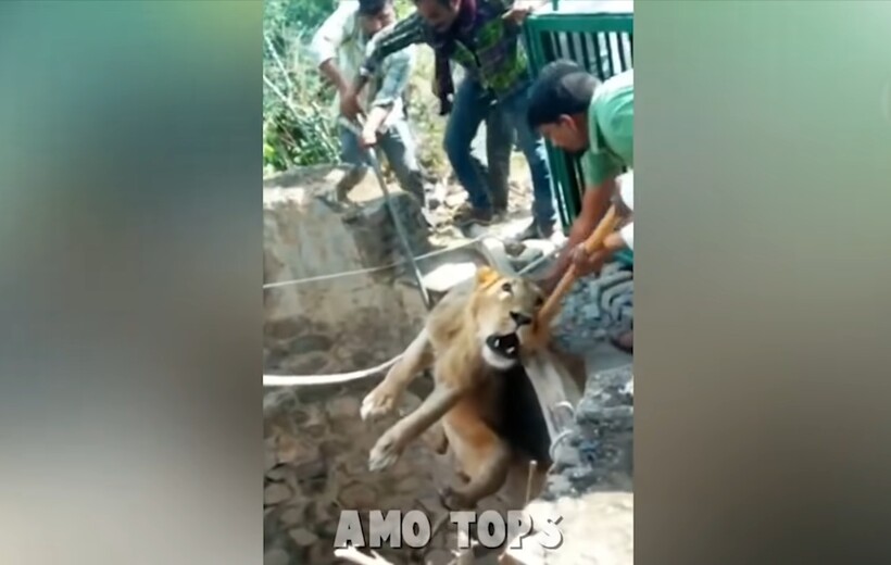 Блог - Видео: Как 100 туристов спасали большую белую акулу и другие трогательные моменты Видео: Как 100 туристов спасали большую белую акулу и другие трогательные моменты