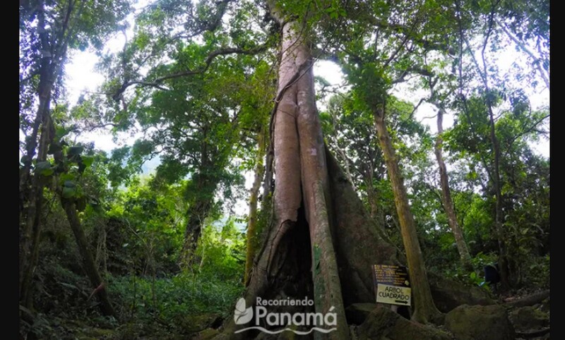 Большое дерево, у которого уже не особо видна квадратная форма ствола. Фото: recorriendopanama.com Большое дерево, у которого уже не особо видна квадратная форма ствола. Фото: recorriendopanama.com