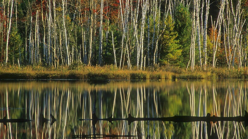 Лес в Мичигане. Фото: wallpapercave.com Лес в Мичигане. Фото: wallpapercave.com