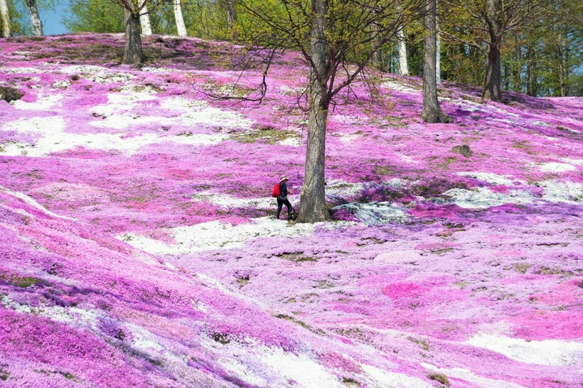 Розовое покрывало на холме острова Хоккайдо. Фото: Фото: nippon.com Розовое покрывало на холме острова Хоккайдо. Фото: Фото: nippon.com