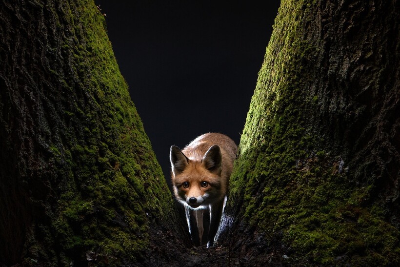 Блог - 16 самых сильных фотографий с конкурса Sony World Photography Awards 2022 16 самых сильных фотографий с конкурса Sony World Photography Awards 2022