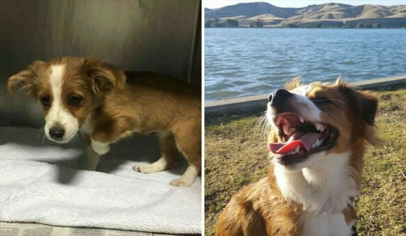 Блог - 14 фотографий собак до и после приюта, которые трогают до глубины души 14 фотографий собак до и после приюта, которые трогают до глубины души