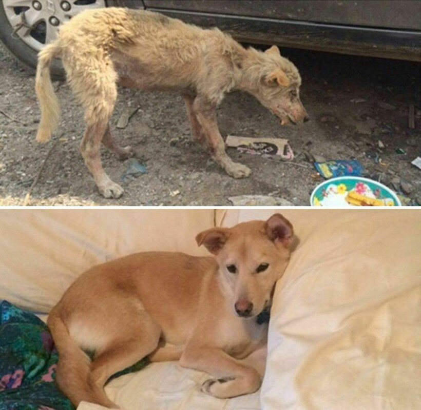 Блог - 14 фотографий собак до и после приюта, которые трогают до глубины души 14 фотографий собак до и после приюта, которые трогают до глубины души