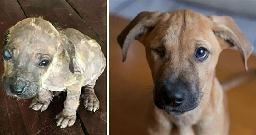 Блог - 14 фотографий собак до и после приюта, которые трогают до глубины души 14 фотографий собак до и после приюта, которые трогают до глубины души