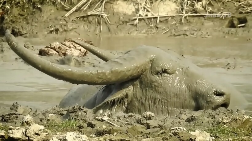 Блог - Видео: Где, купаясь в водоеме, можно наткнуться на водного буйвола Видео: Где, купаясь в водоеме, можно наткнуться на водного буйвола