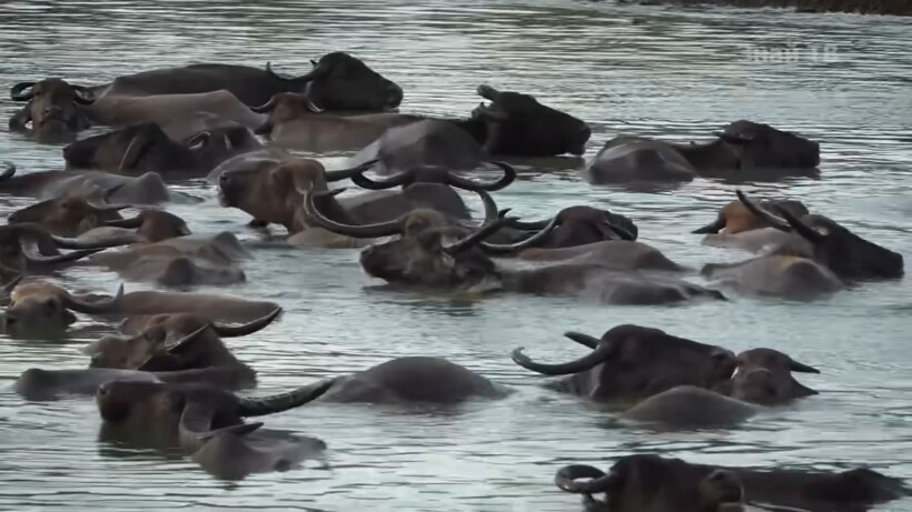 Блог - Видео: Где, купаясь в водоеме, можно наткнуться на водного буйвола Видео: Где, купаясь в водоеме, можно наткнуться на водного буйвола