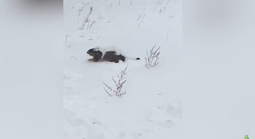 Блог - Видео: Горностай в деле — маленький хищник против кошки, белки, кролика и других Видео: Горностай в деле — маленький хищник против кошки, белки, кролика и других