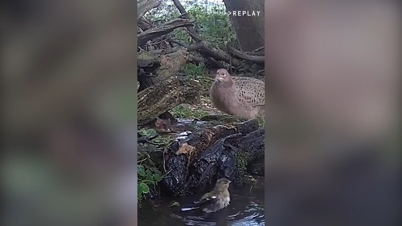 Блог - Видео: Горностай в деле — маленький хищник против кошки, белки, кролика и других Видео: Горностай в деле — маленький хищник против кошки, белки, кролика и других