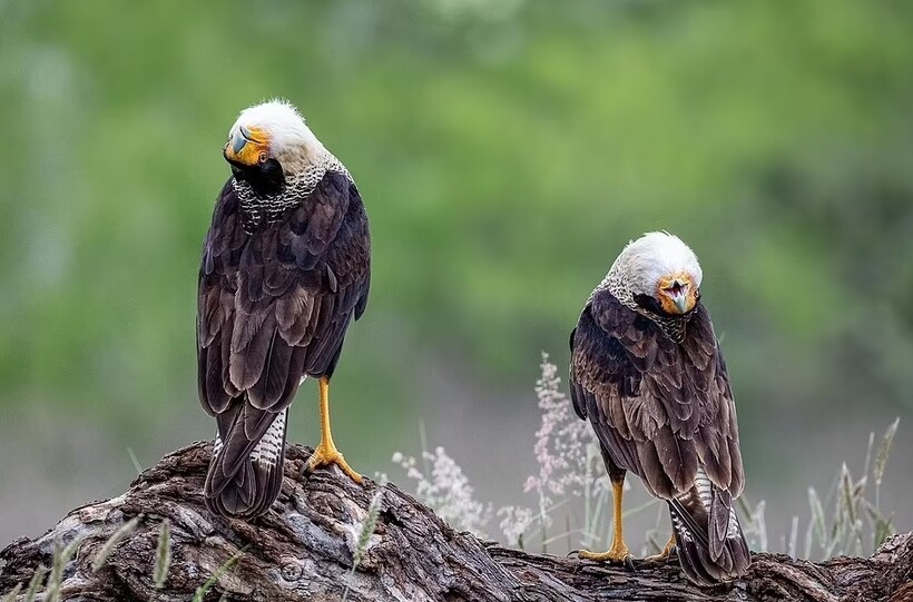Блог - 11 финалистов конкурса «Птичий фотограф года — 2022»: драка колпиц и совиный медосмотр 11 финалистов конкурса «Птичий фотограф года — 2022»: драка колпиц и совиный медосмотр