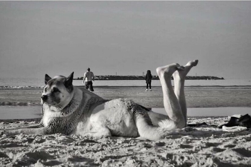 Блог - 14 забавных уличных фотографий, которые поднимают настроение и вызывают улыбку 14 забавных уличных фотографий, которые поднимают настроение и вызывают улыбку