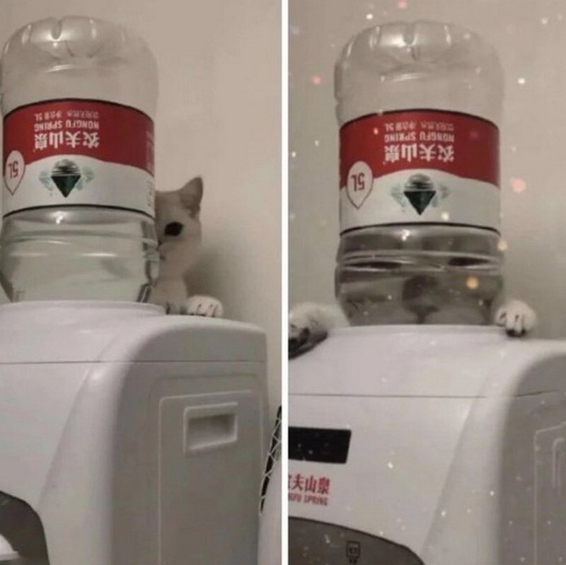 Блог - 17 кошек, которые ведут себя до смешного глупо 17 кошек, которые ведут себя до смешного глупо