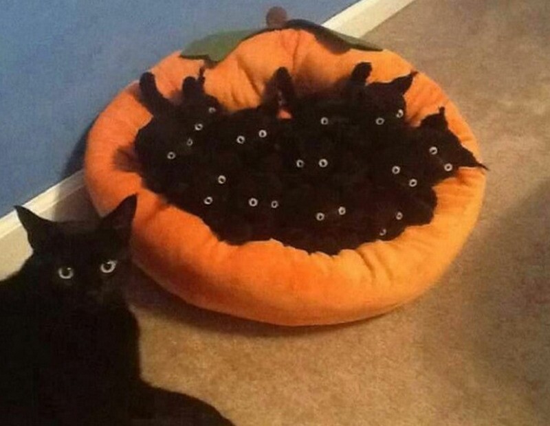 Блог - 17 кошек, которые ведут себя до смешного глупо 17 кошек, которые ведут себя до смешного глупо