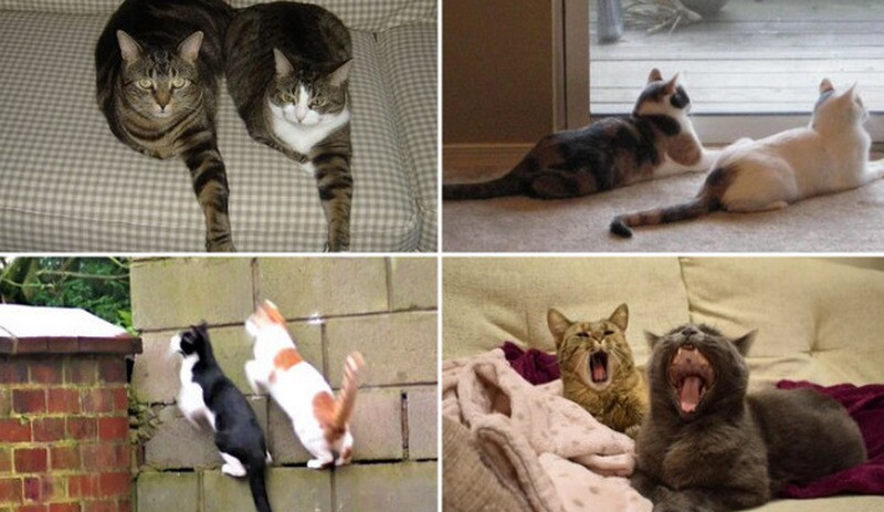 Блог - 17 кошек, которые ведут себя до смешного глупо 17 кошек, которые ведут себя до смешного глупо