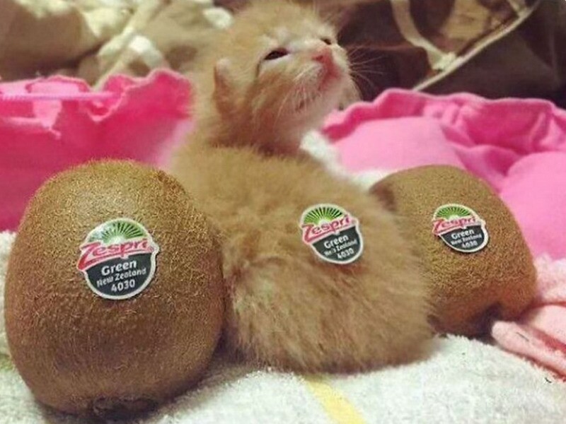 Блог - 17 кошек, которые ведут себя до смешного глупо 17 кошек, которые ведут себя до смешного глупо