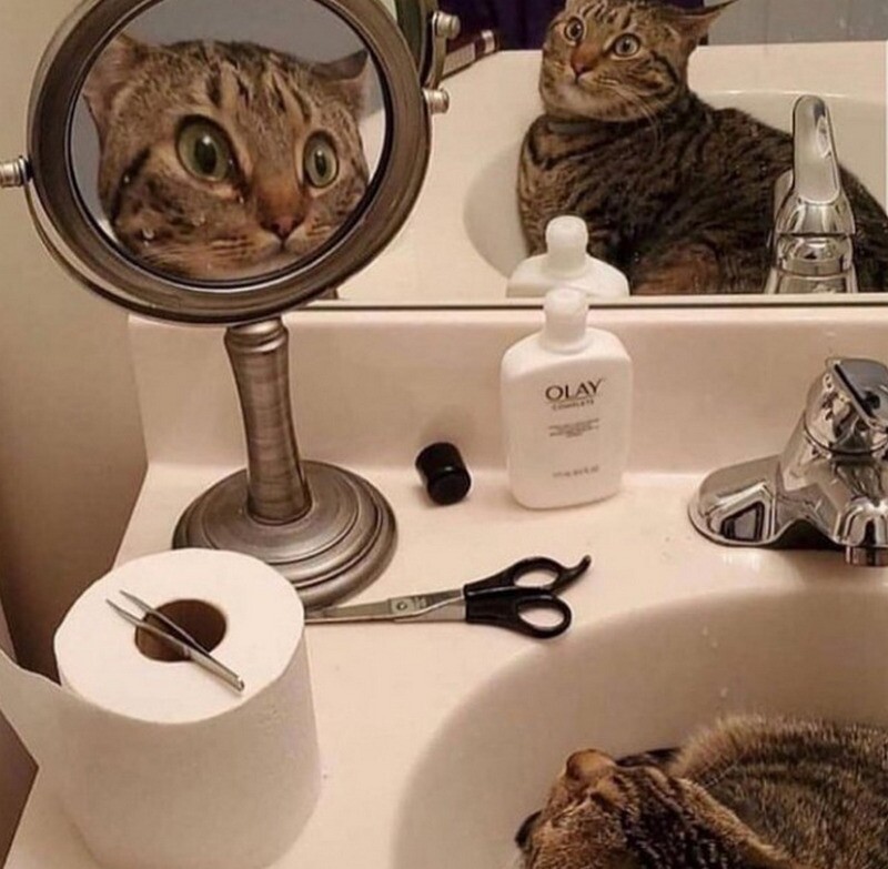 Блог - 17 кошек, которые ведут себя до смешного глупо 17 кошек, которые ведут себя до смешного глупо
