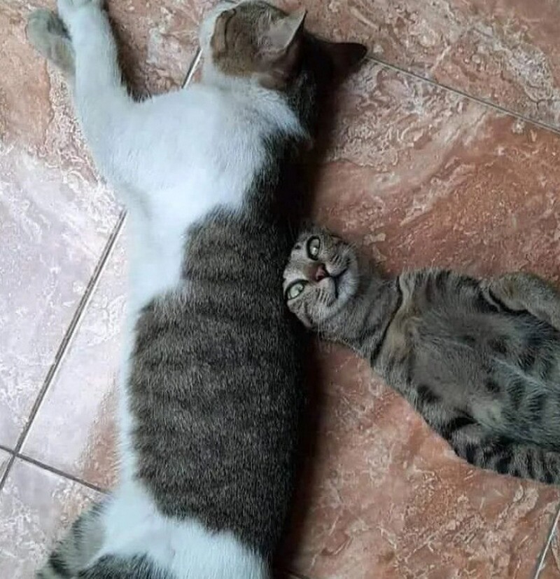 Блог - 17 кошек, которые ведут себя до смешного глупо 17 кошек, которые ведут себя до смешного глупо