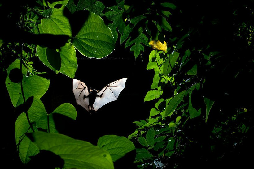 Блог - 25 фотографий, победивших на конкурсе BigPicture Natural World 25 фотографий, победивших на конкурсе BigPicture Natural World