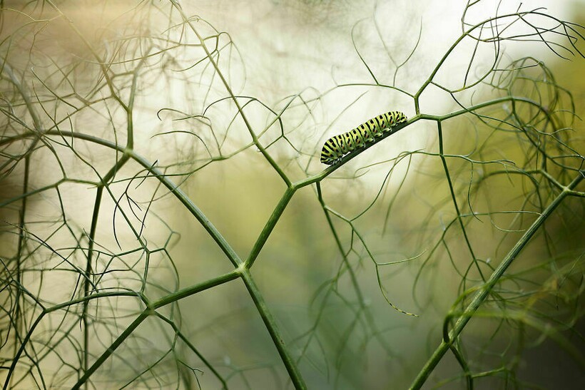 Блог - 25 фотографий, победивших на конкурсе BigPicture Natural World 25 фотографий, победивших на конкурсе BigPicture Natural World