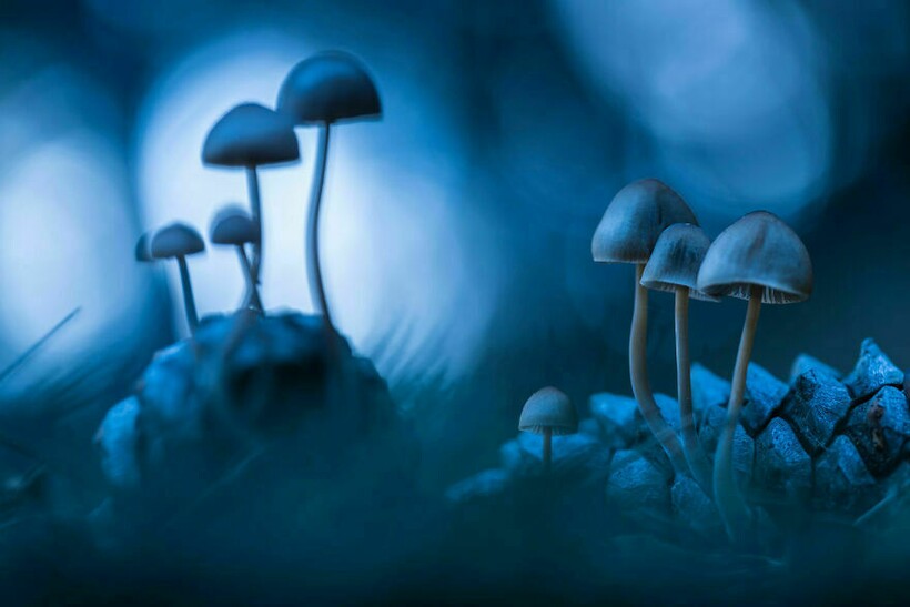 Блог - 25 фотографий, победивших на конкурсе BigPicture Natural World 25 фотографий, победивших на конкурсе BigPicture Natural World