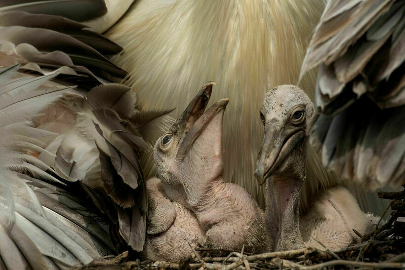 Блог - 25 фотографий, победивших на конкурсе BigPicture Natural World 25 фотографий, победивших на конкурсе BigPicture Natural World