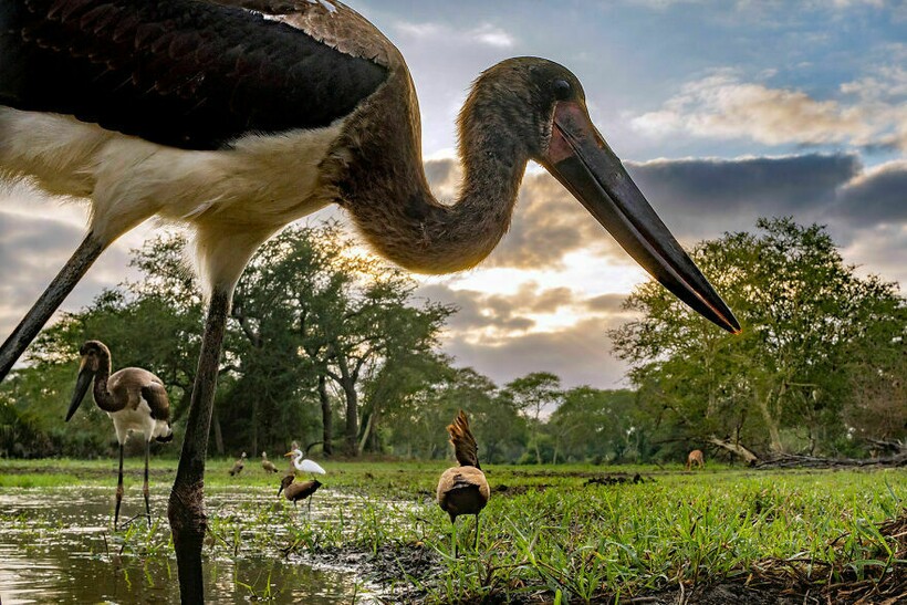 Блог - 25 фотографий, победивших на конкурсе BigPicture Natural World 25 фотографий, победивших на конкурсе BigPicture Natural World