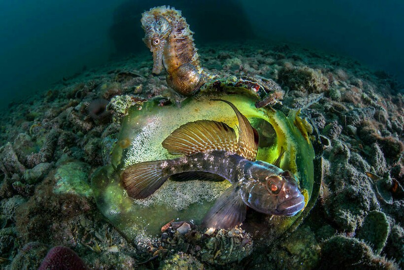 Блог - 25 фотографий, победивших на конкурсе BigPicture Natural World 25 фотографий, победивших на конкурсе BigPicture Natural World