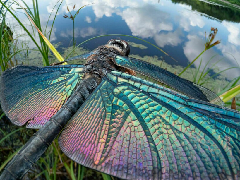 Блог - 25 фотографий, победивших на конкурсе BigPicture Natural World 25 фотографий, победивших на конкурсе BigPicture Natural World