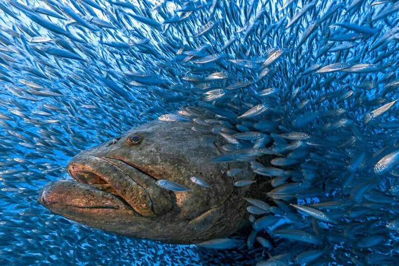 Блог - 25 фотографий, победивших на конкурсе BigPicture Natural World 25 фотографий, победивших на конкурсе BigPicture Natural World