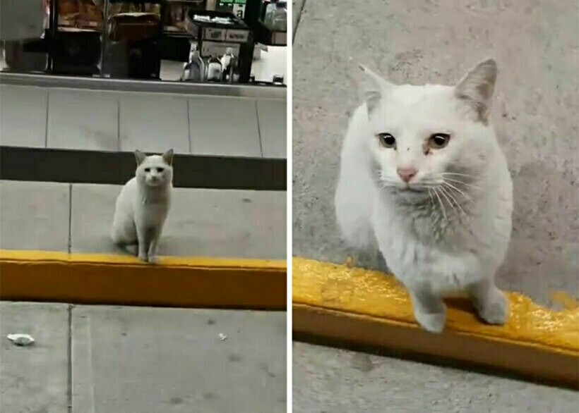 Блог - 16 фото кота, который каждый день приходил к магазину в поисках еды, а нашел хозяина 16 фото кота, который каждый день приходил к магазину в поисках еды, а нашел хозяина