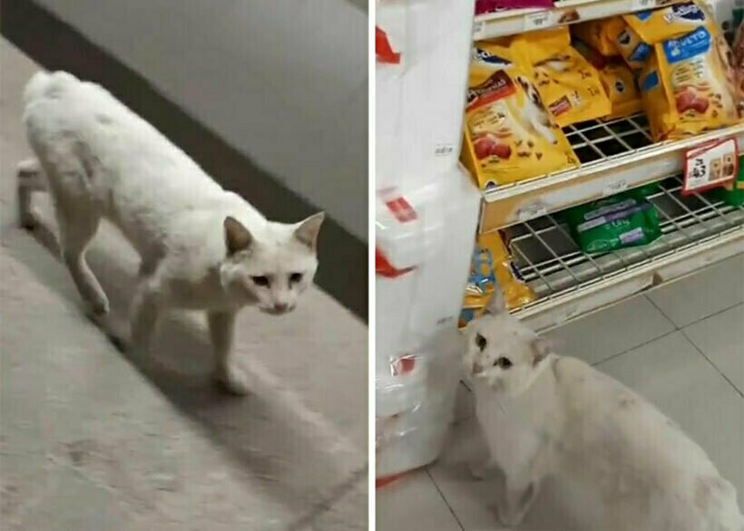 Блог - 16 фото кота, который каждый день приходил к магазину в поисках еды, а нашел хозяина 16 фото кота, который каждый день приходил к магазину в поисках еды, а нашел хозяина