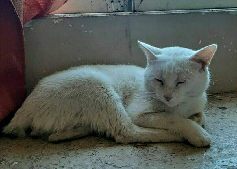 Блог - 16 фото кота, который каждый день приходил к магазину в поисках еды, а нашел хозяина 16 фото кота, который каждый день приходил к магазину в поисках еды, а нашел хозяина