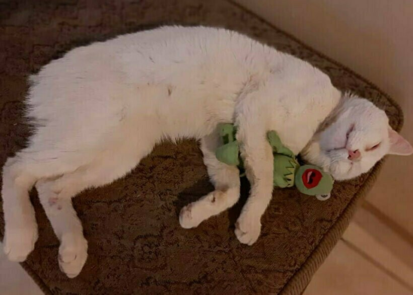 Блог - 16 фото кота, который каждый день приходил к магазину в поисках еды, а нашел хозяина 16 фото кота, который каждый день приходил к магазину в поисках еды, а нашел хозяина