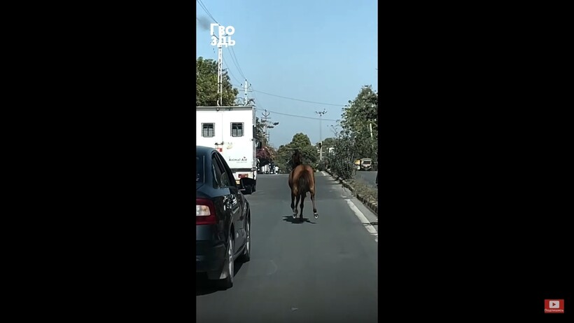 Блог - Видео: Лошадь гонится за машиной скорой помощи, потому что там ее сестра Видео: Лошадь гонится за машиной скорой помощи, потому что там ее сестра