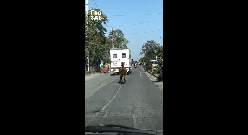 Блог - Видео: Лошадь гонится за машиной скорой помощи, потому что там ее сестра Видео: Лошадь гонится за машиной скорой помощи, потому что там ее сестра