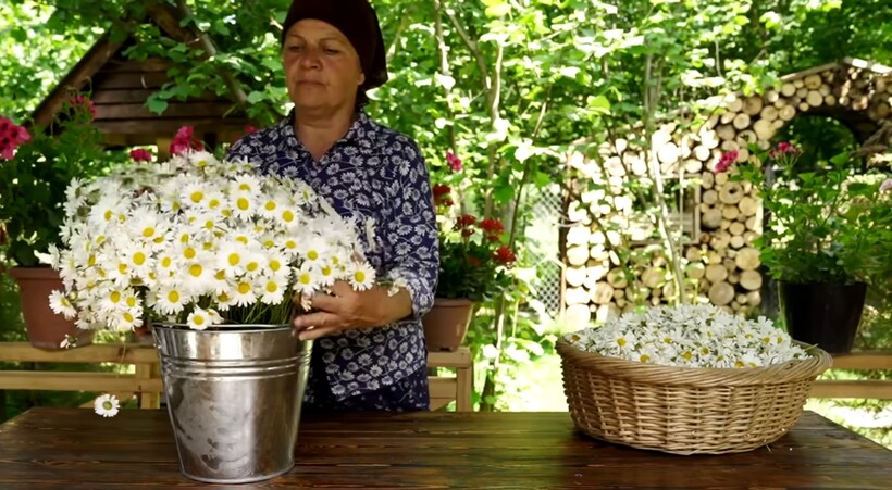 Блог - Видео: Зачем азербайджанцы собирают, варят и консервируют ромашки на зиму Видео: Зачем азербайджанцы собирают, варят и консервируют ромашки на зиму