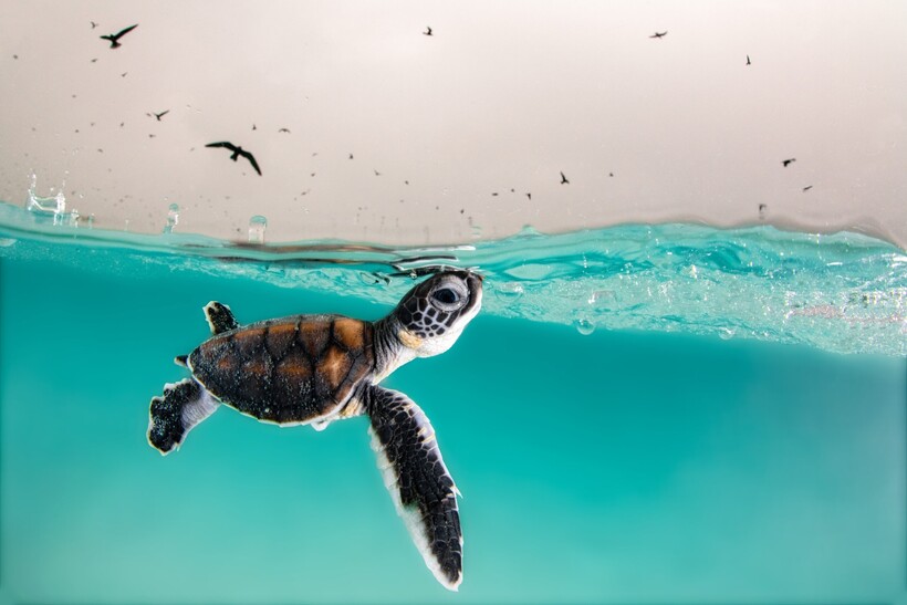 Блог - 20 фотографий из океанских глубин: финалисты конкурса Ocean Photography Awards 2021 20 фотографий из океанских глубин: финалисты конкурса Ocean Photography Awards 2021