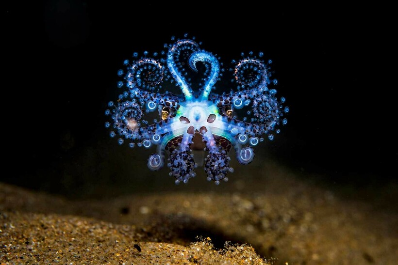 Блог - 20 фотографий из океанских глубин: финалисты конкурса Ocean Photography Awards 2021 20 фотографий из океанских глубин: финалисты конкурса Ocean Photography Awards 2021