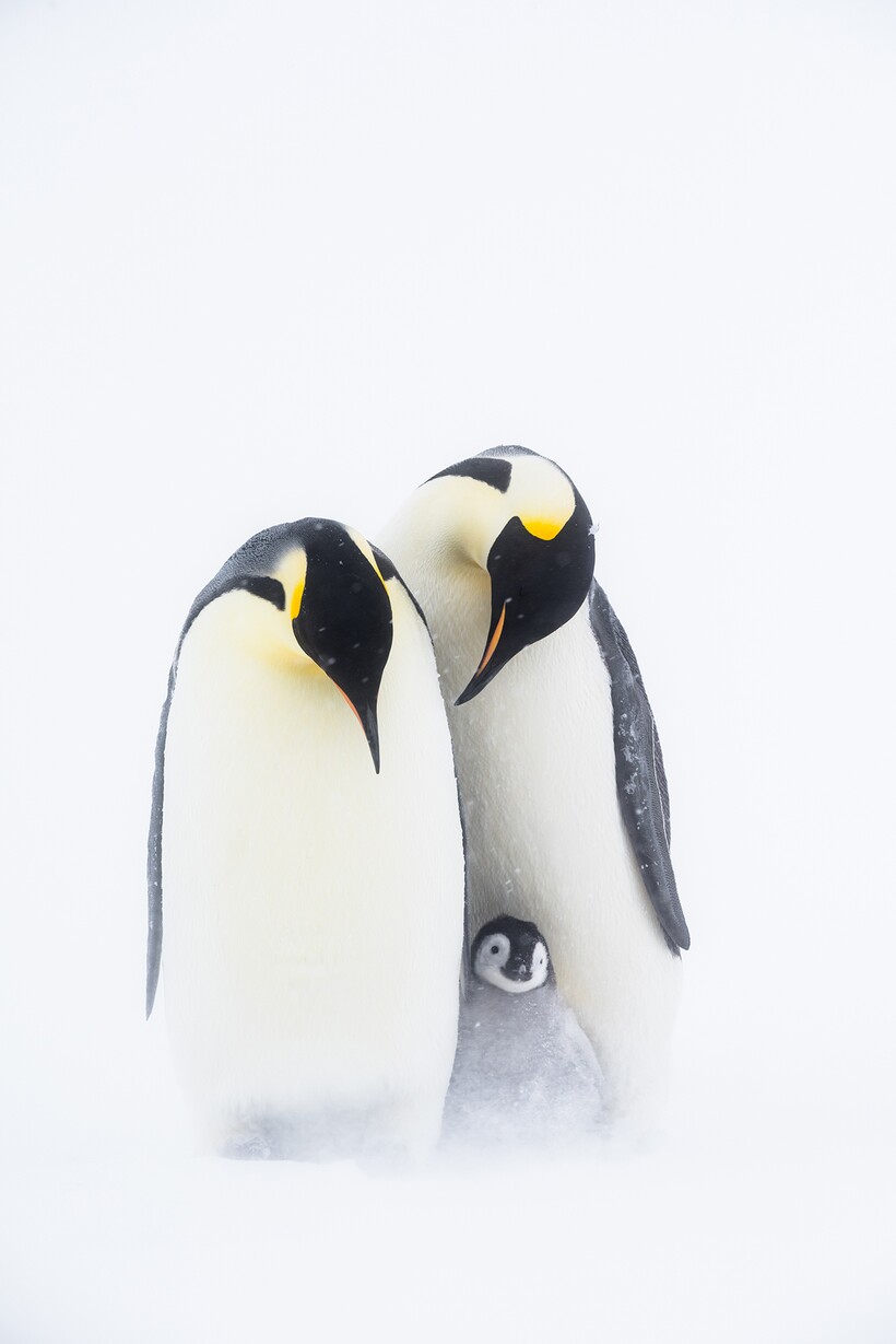 Блог - 20 фотографий из океанских глубин: финалисты конкурса Ocean Photography Awards 2021 20 фотографий из океанских глубин: финалисты конкурса Ocean Photography Awards 2021