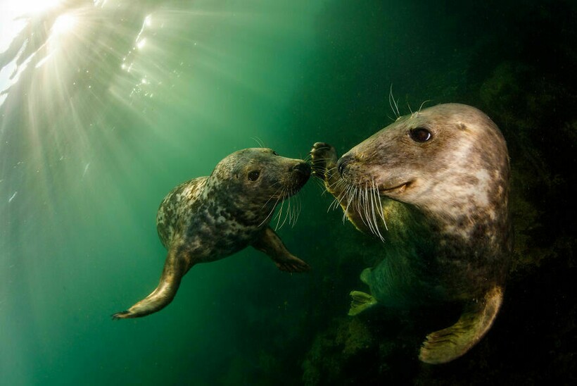 Блог - 20 фотографий из океанских глубин: финалисты конкурса Ocean Photography Awards 2021 20 фотографий из океанских глубин: финалисты конкурса Ocean Photography Awards 2021