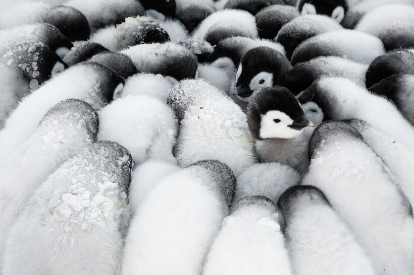 Блог - 20 фотографий из океанских глубин: финалисты конкурса Ocean Photography Awards 2021 20 фотографий из океанских глубин: финалисты конкурса Ocean Photography Awards 2021