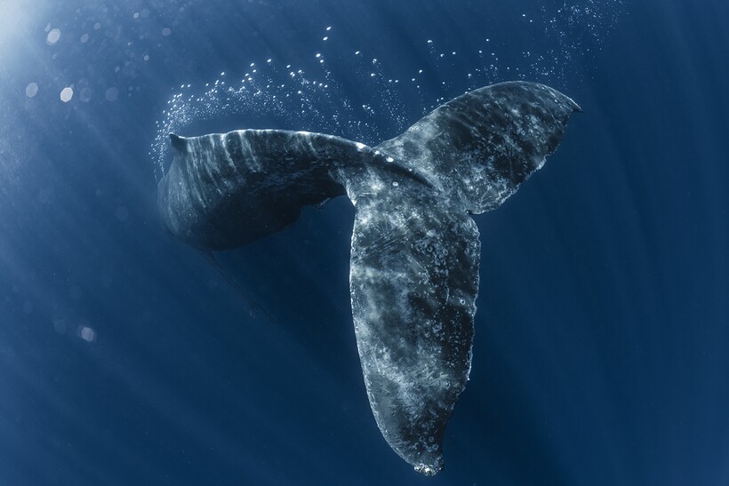 Блог - 20 фотографий из океанских глубин: финалисты конкурса Ocean Photography Awards 2021 20 фотографий из океанских глубин: финалисты конкурса Ocean Photography Awards 2021