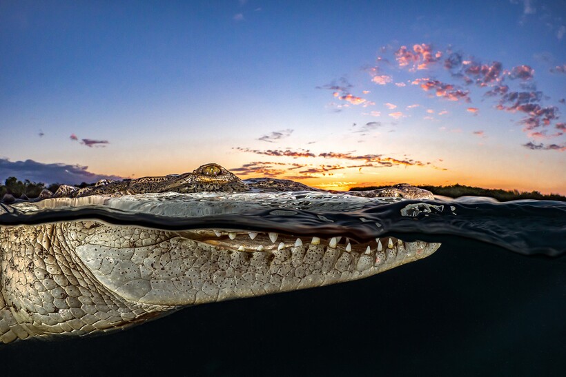 Блог - 20 фотографий из океанских глубин: финалисты конкурса Ocean Photography Awards 2021 20 фотографий из океанских глубин: финалисты конкурса Ocean Photography Awards 2021