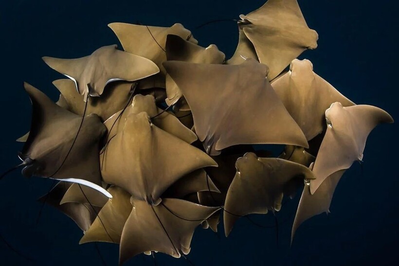 Блог - 20 фотографий из океанских глубин: финалисты конкурса Ocean Photography Awards 2021 20 фотографий из океанских глубин: финалисты конкурса Ocean Photography Awards 2021