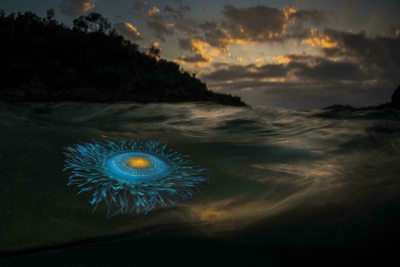 Блог - 20 фотографий из океанских глубин: финалисты конкурса Ocean Photography Awards 2021 20 фотографий из океанских глубин: финалисты конкурса Ocean Photography Awards 2021