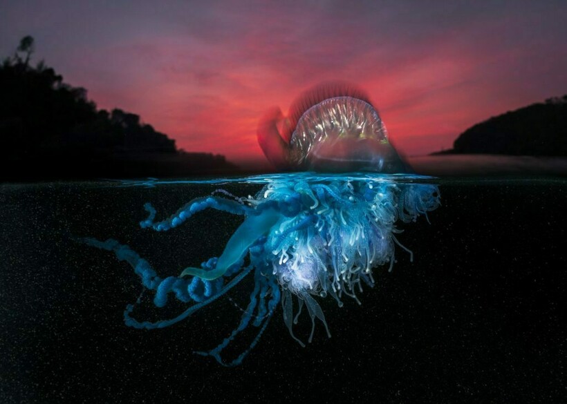 Блог - 20 фотографий из океанских глубин: финалисты конкурса Ocean Photography Awards 2021 20 фотографий из океанских глубин: финалисты конкурса Ocean Photography Awards 2021