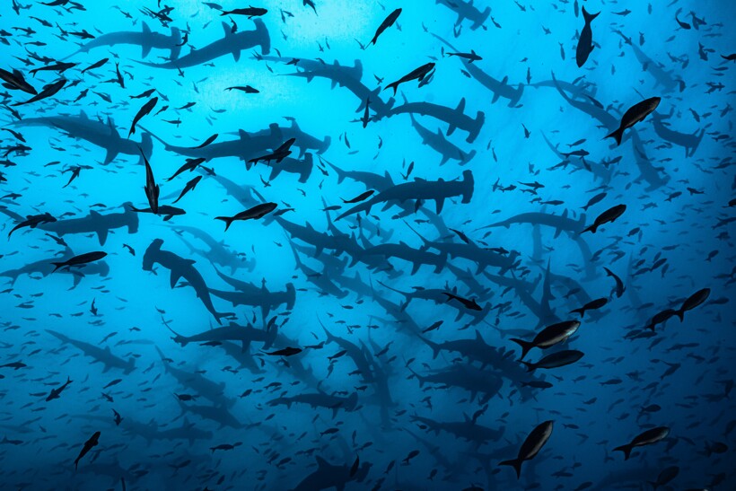 Блог - 20 фотографий из океанских глубин: финалисты конкурса Ocean Photography Awards 2021 20 фотографий из океанских глубин: финалисты конкурса Ocean Photography Awards 2021