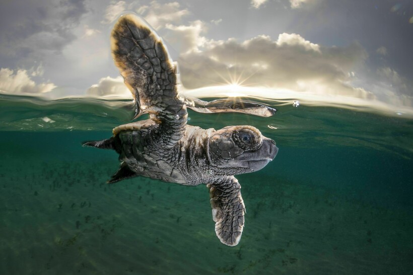 Блог - 20 фотографий из океанских глубин: финалисты конкурса Ocean Photography Awards 2021 20 фотографий из океанских глубин: финалисты конкурса Ocean Photography Awards 2021