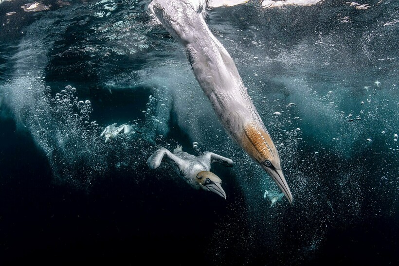 Блог - 20 фотографий из океанских глубин: финалисты конкурса Ocean Photography Awards 2021 20 фотографий из океанских глубин: финалисты конкурса Ocean Photography Awards 2021